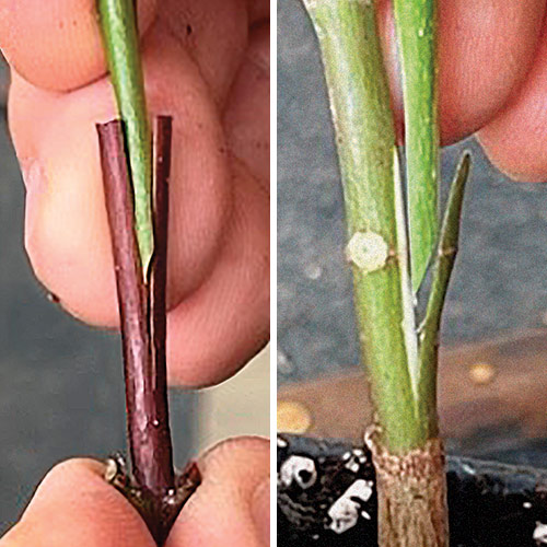 Grafting Techniques FineGardening