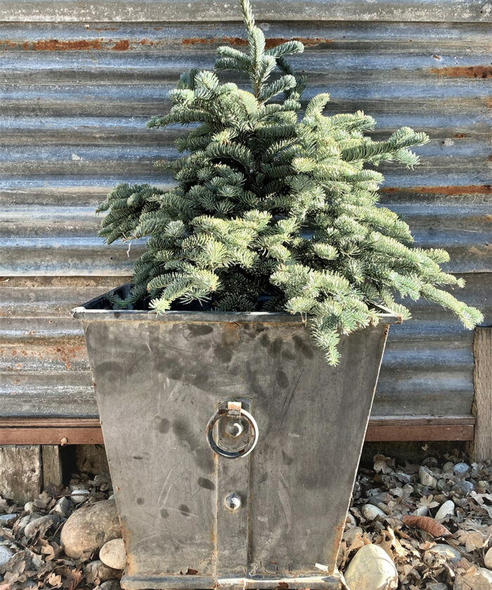 conifers for containers