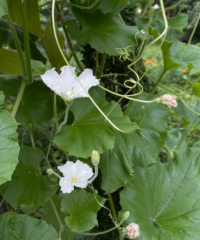 How to Grow Bottle Gourds FineGardening