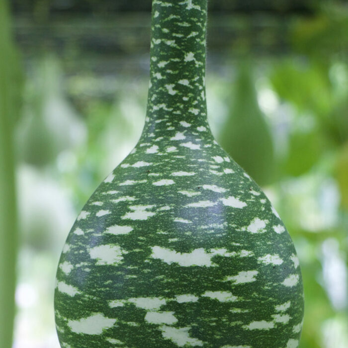 How to Grow Bottle Gourds