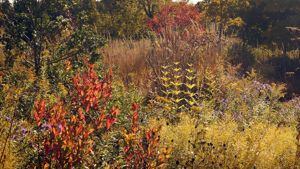Nancy Ondra's Pennsylvania Garden - FineGardening - Vimarsana News