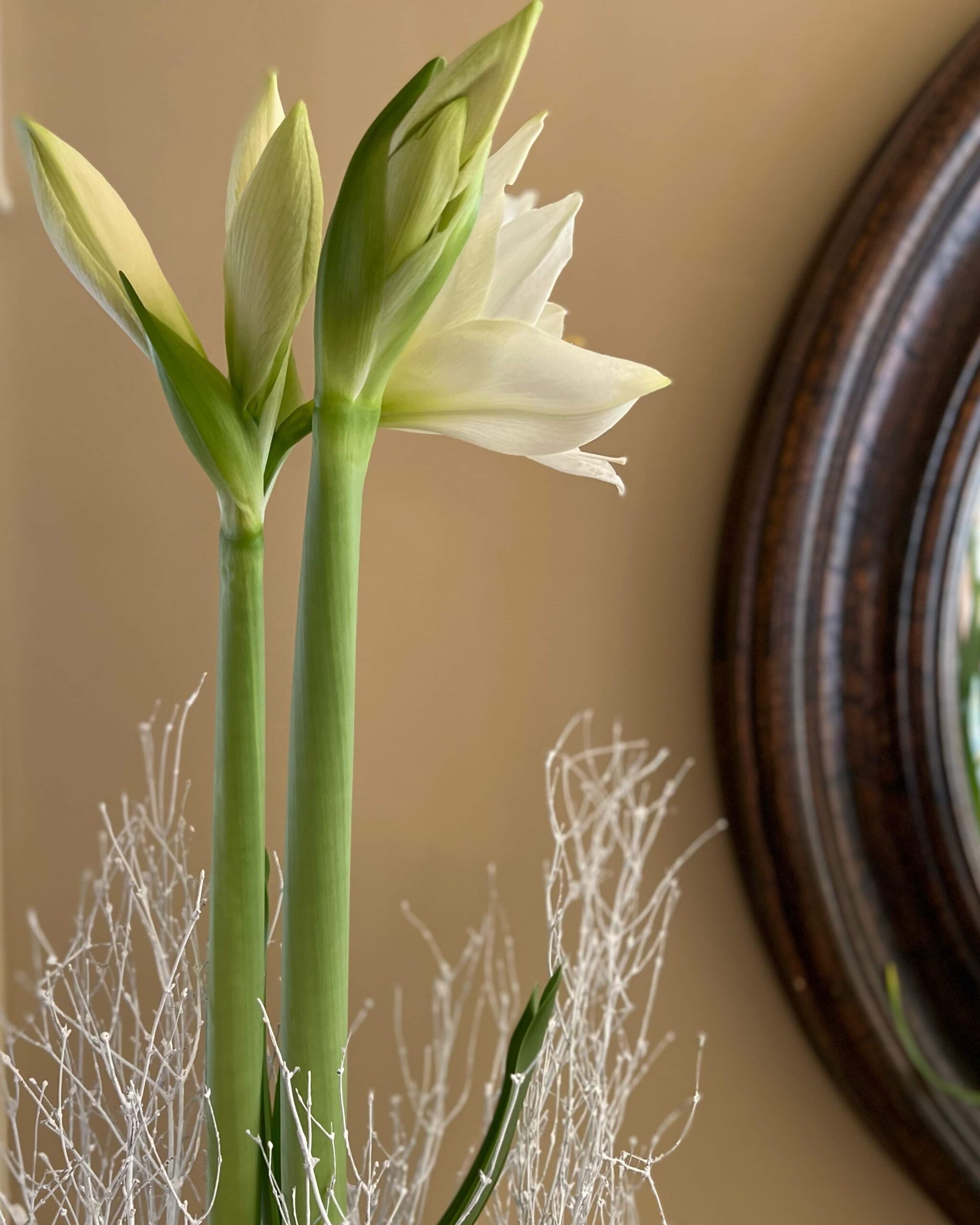 white amaryllis beginning to bloom