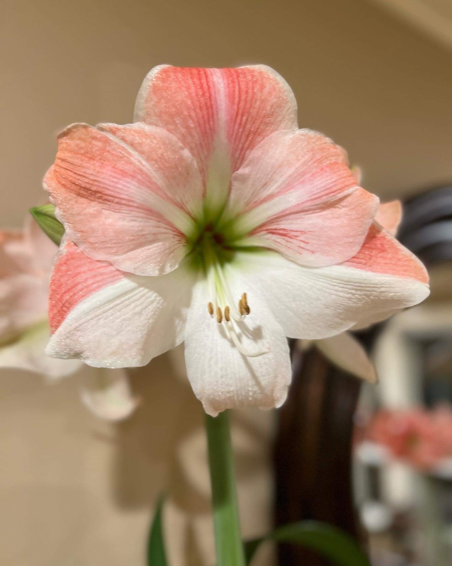 Primer plano de flor de amarilis rosa claro y blanco