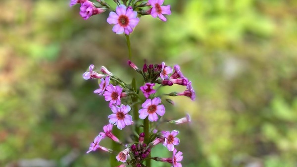 GPOD on the Road: Bog Garden at Hatley Castle - Vimarsana News