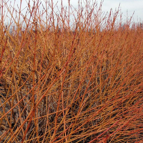 Trees and Shrubs with Winter Interest – FineGardening