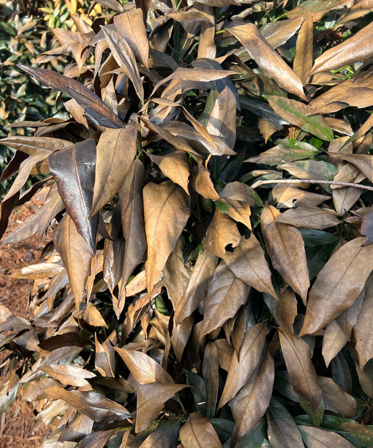 Cómo proteger y revivir las plantas después de una helada inesperada
