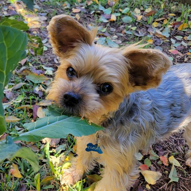 perro pequeño con una hoja de col rizada en la boca