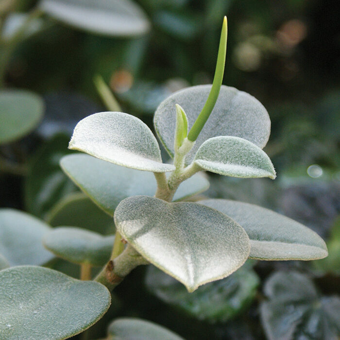 There’s a Unique Radiator Plant for Everyone FineGardening