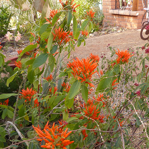 Winter Nectar Plants for Hummingbirds in the Southwest Fine Gardening
