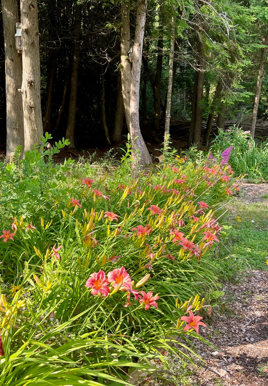 long sunny garden bed with pink flowers