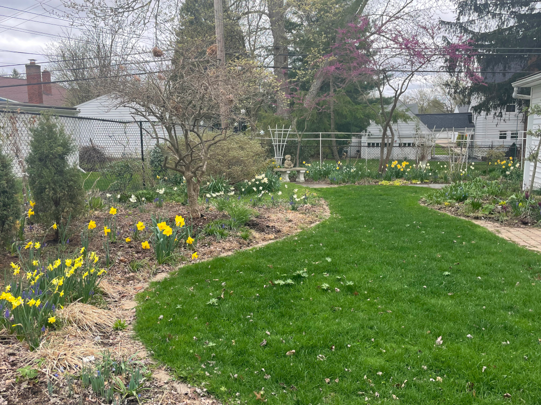 view of small backyard garden with lots of daffodils