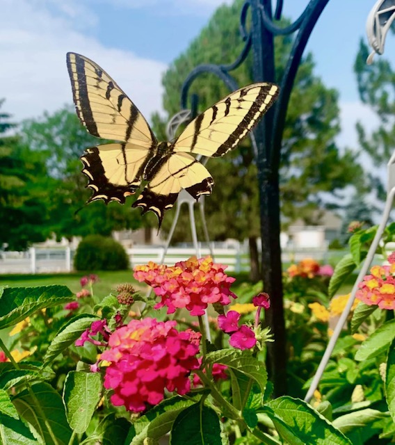 swallowtail butterfly flying over pink lantana flowers