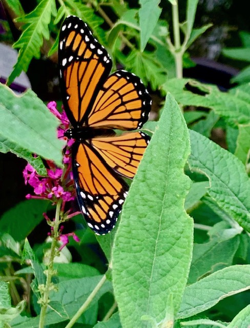 monarch butterfly on a spire of pink flowers