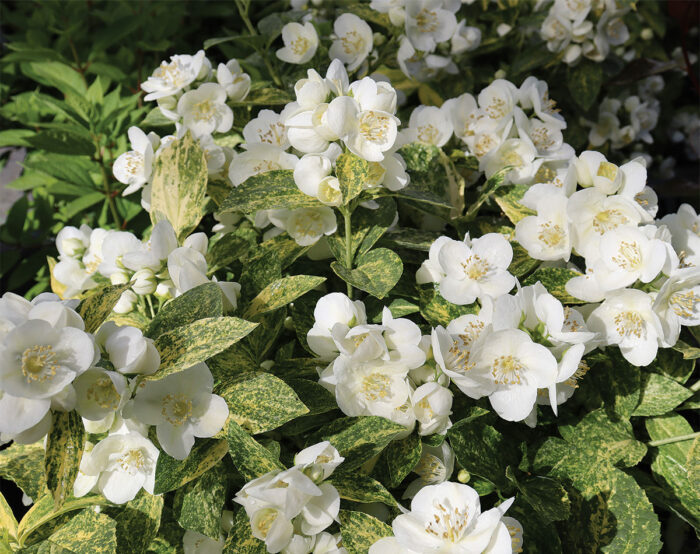 Best New Plants for 2023 Exciting Options for this Season