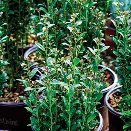 Best New Plants for 2023 Exciting Options for this Season