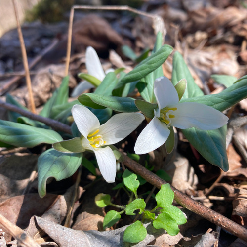 First Blooms of Early Spring - Fine Gardening
