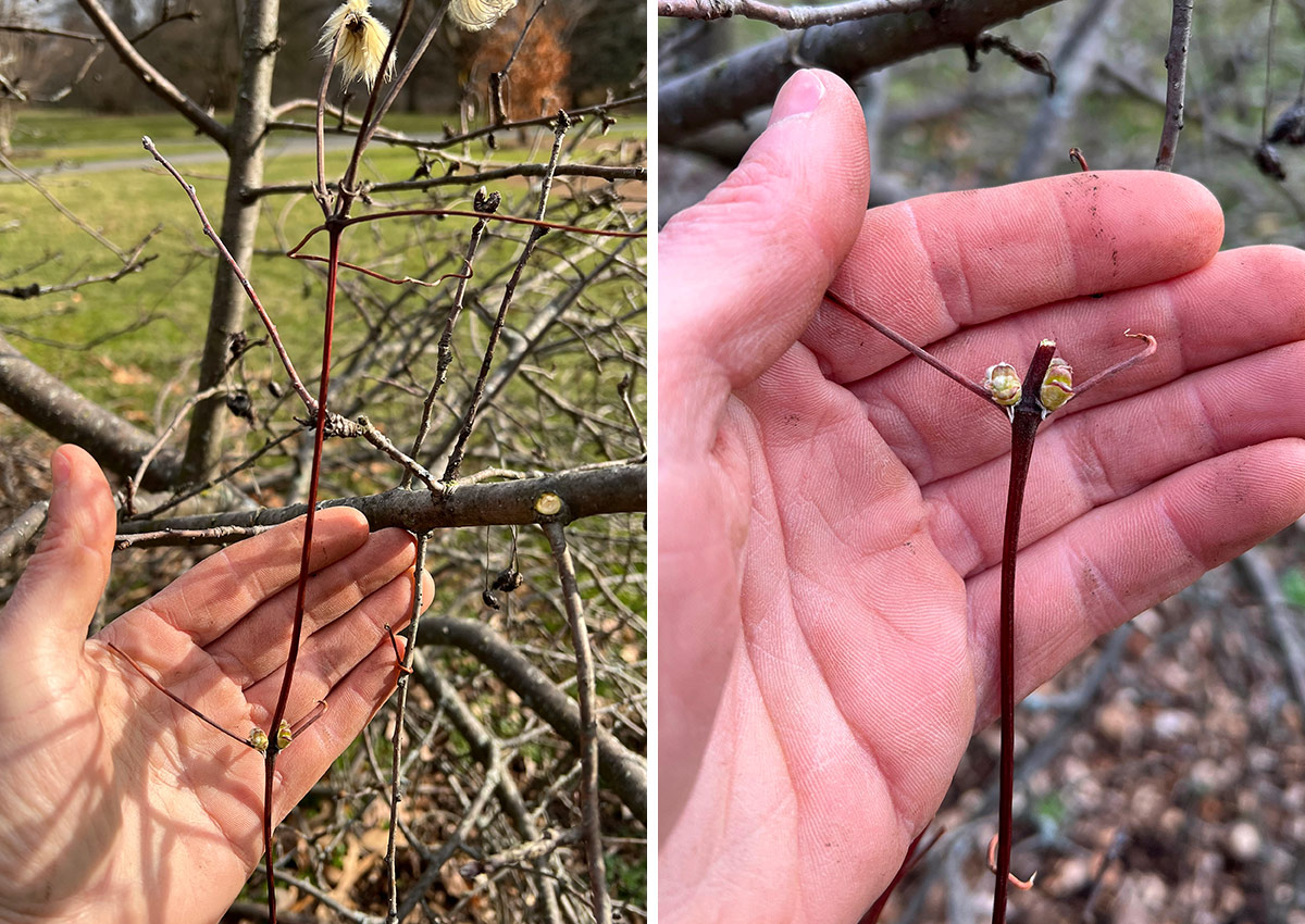 clematis branch before and after pruning