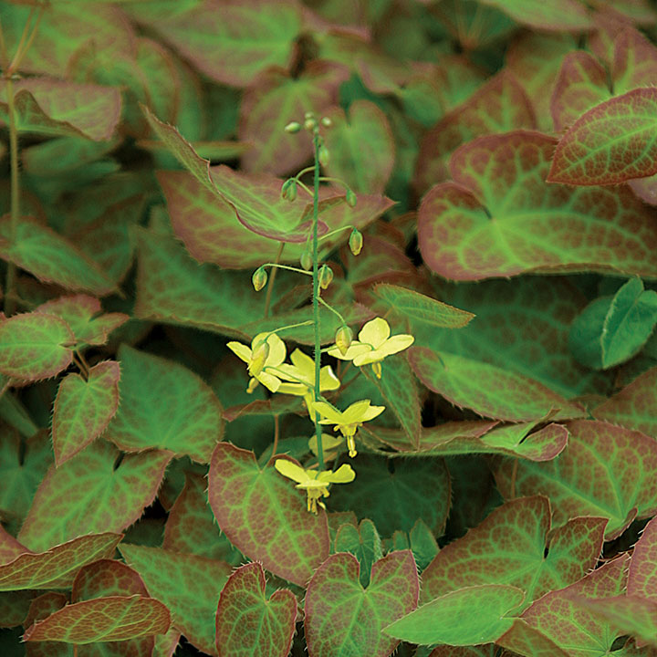 10 Tips for Picture-Perfect Garden Pathways - Fine Gardening