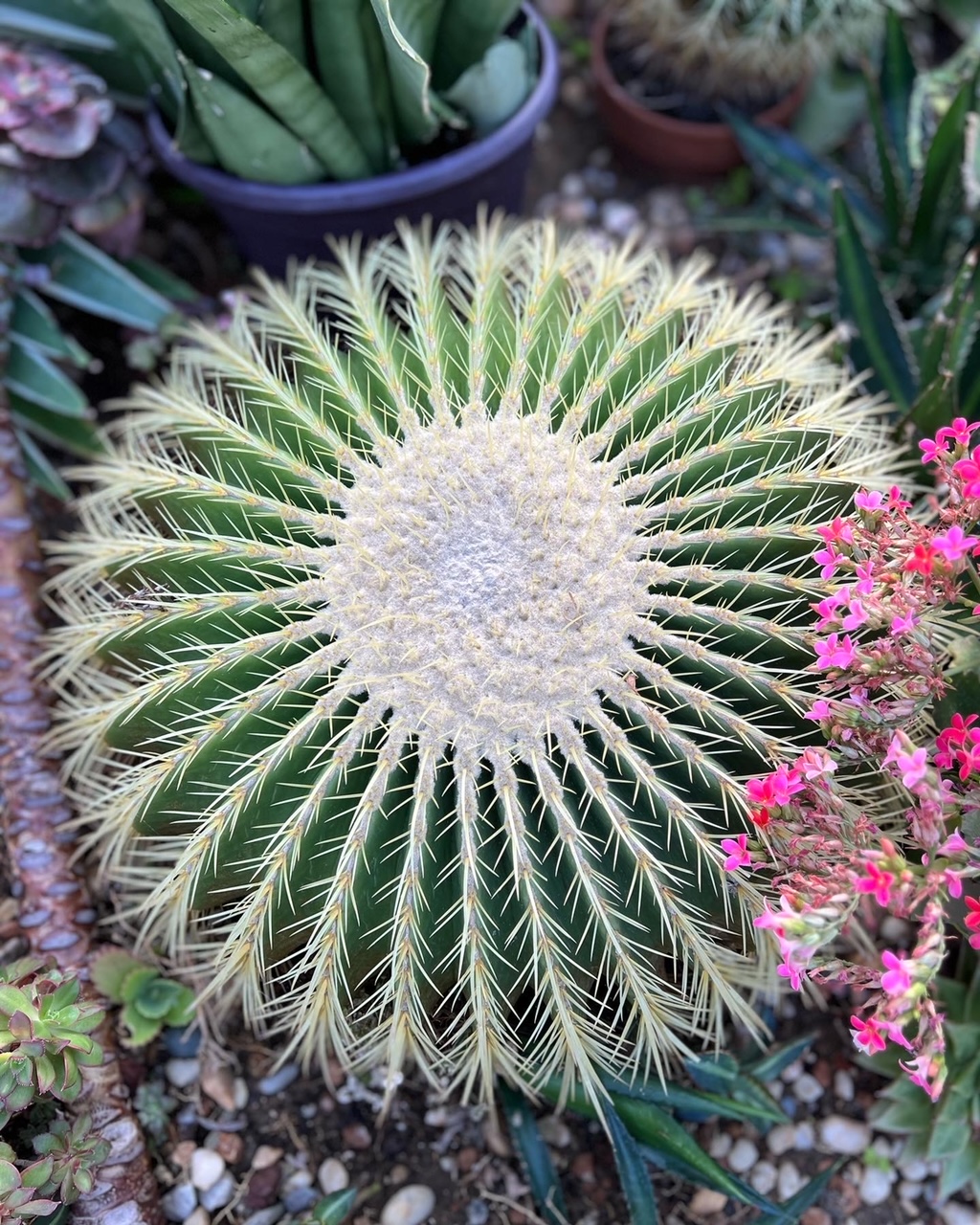 close up of golden barrel cactus