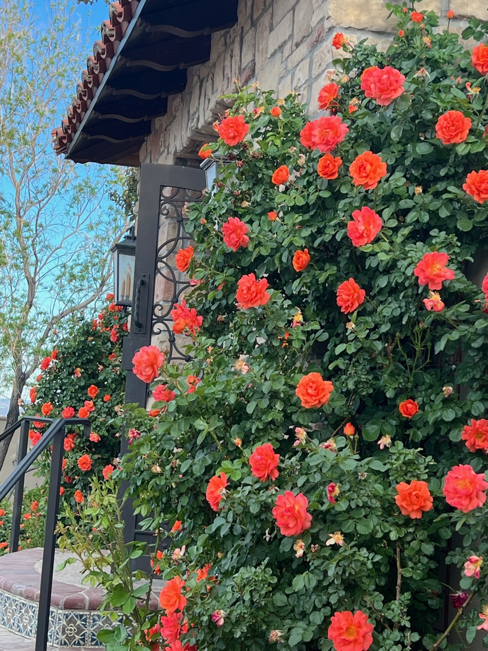 large rose bushes with red flowers