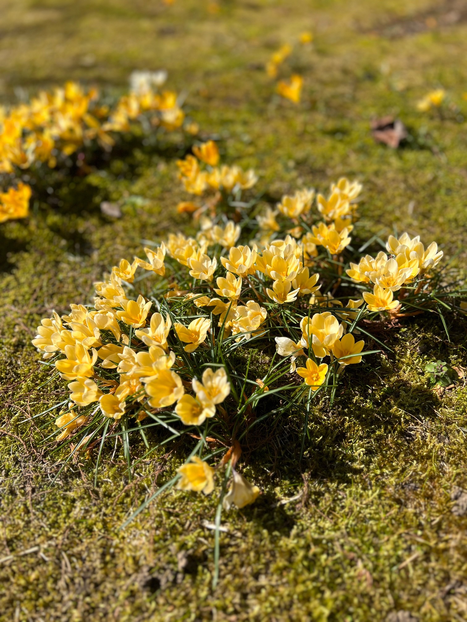 light yellow crocus growing amongst moss