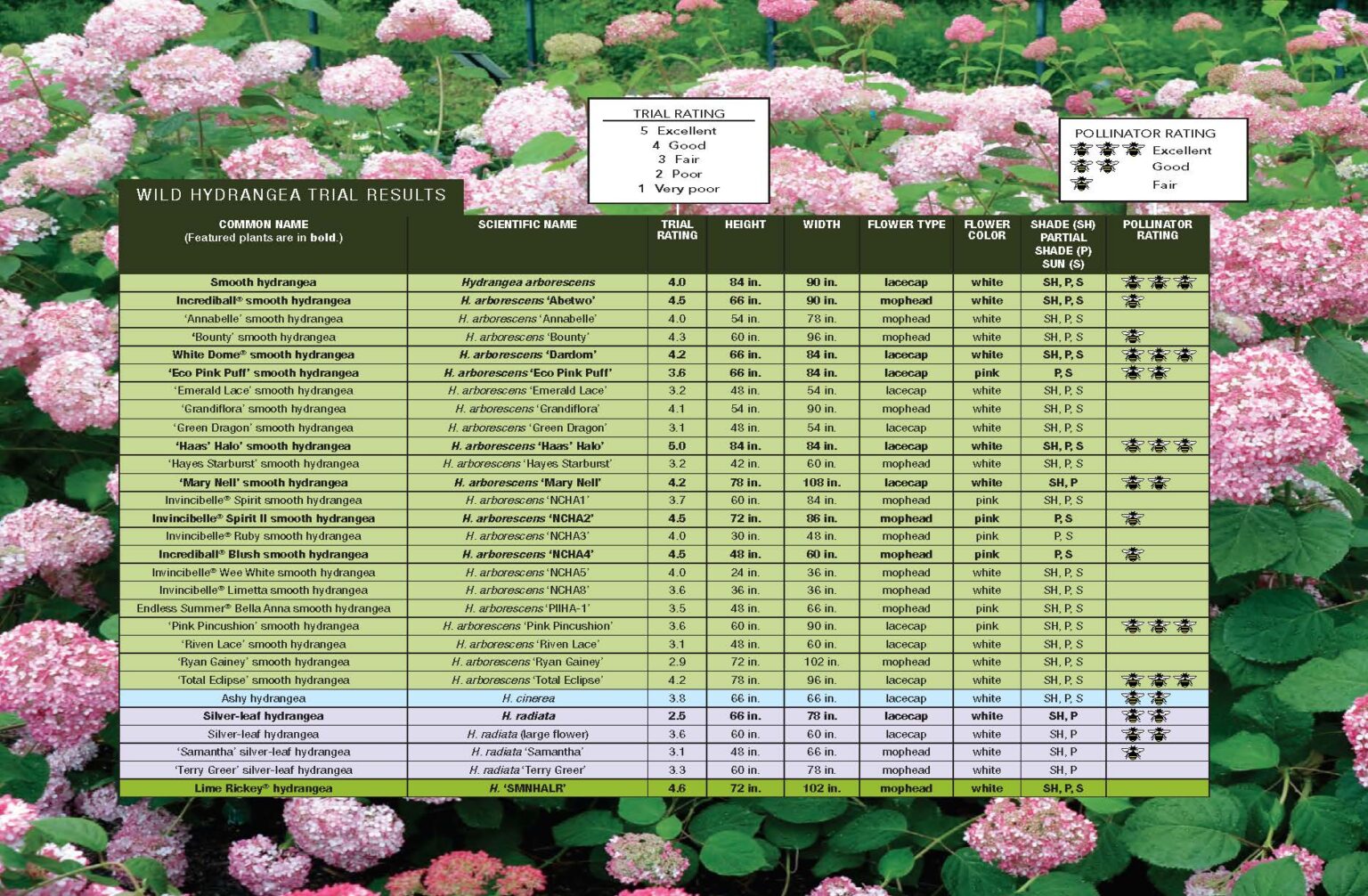 The Best Native Hydrangeas: Plant Trial Results - Fine Gardening