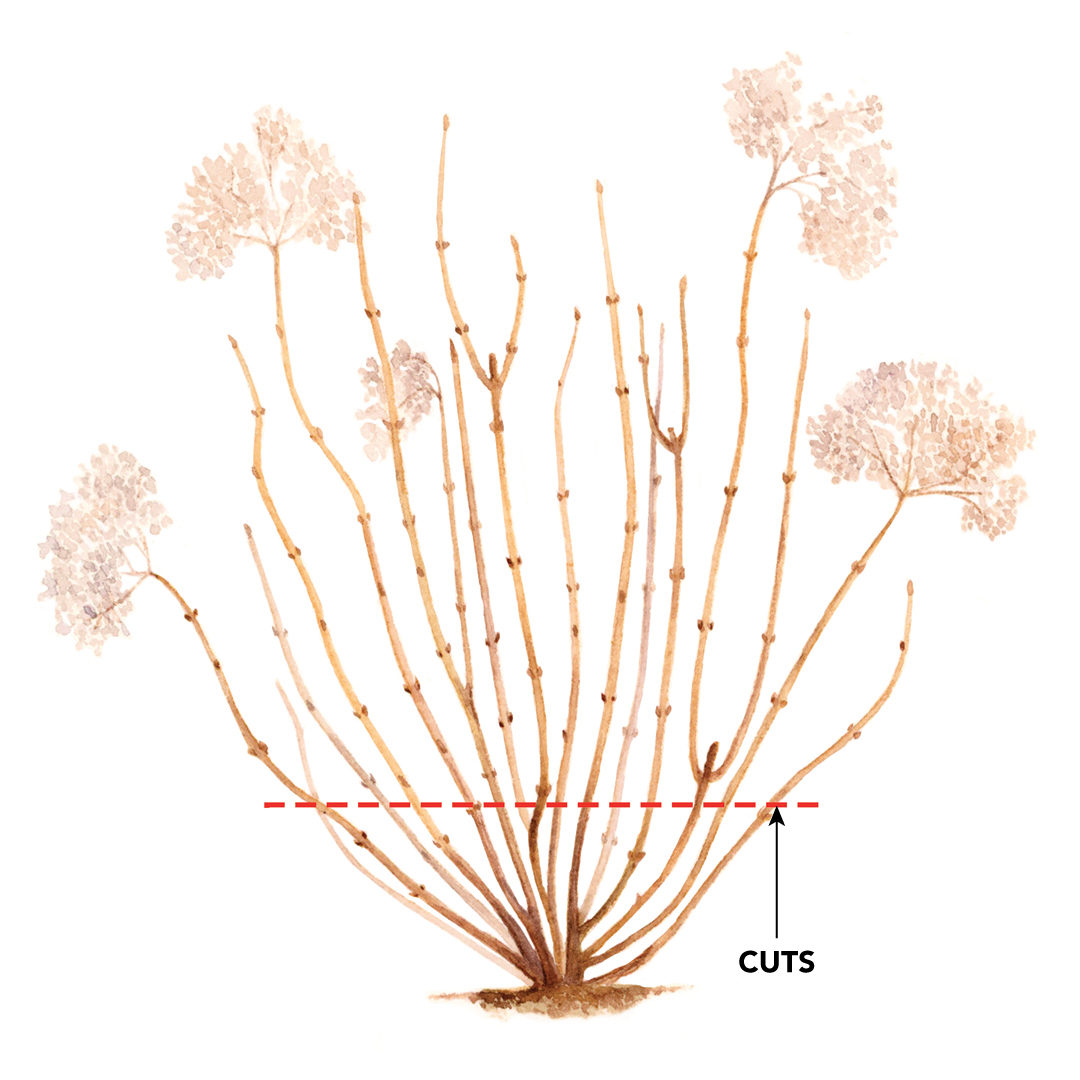 a-better-way-to-prune-smooth-hydrangeas-fine-gardening