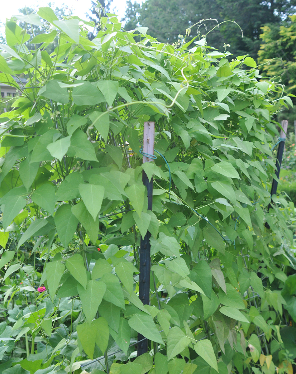 4 Iconic Southern Vegetables to Grow in Your Northern Garden - Fine ...