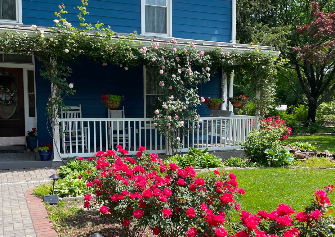 Roses from Patricia’s Garden - Fine Gardening