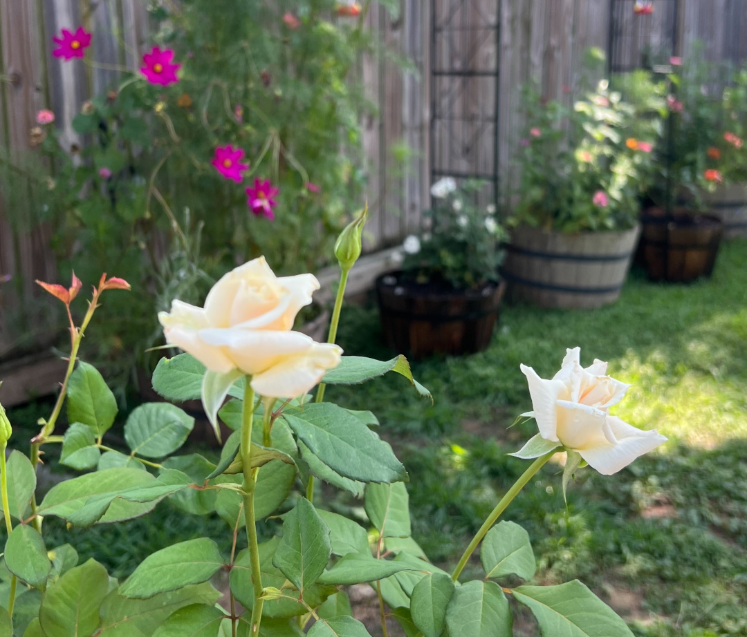 Roses in Texas - Fine Gardening