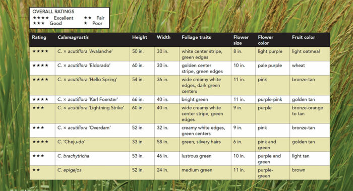 A Guide to Growing Reed Grasses: Best-Performing Varieties and Care ...