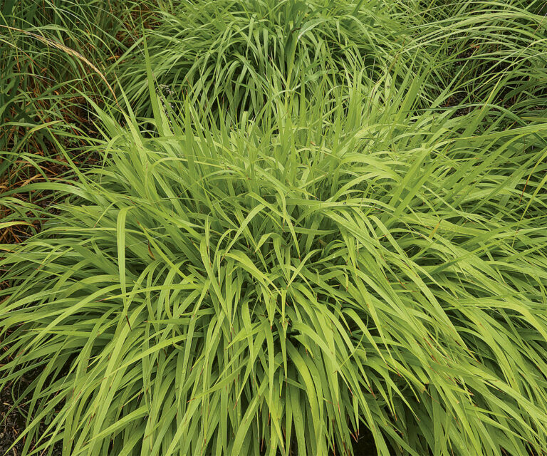 A Guide to Growing Reed Grasses: Best-Performing Varieties and Care ...
