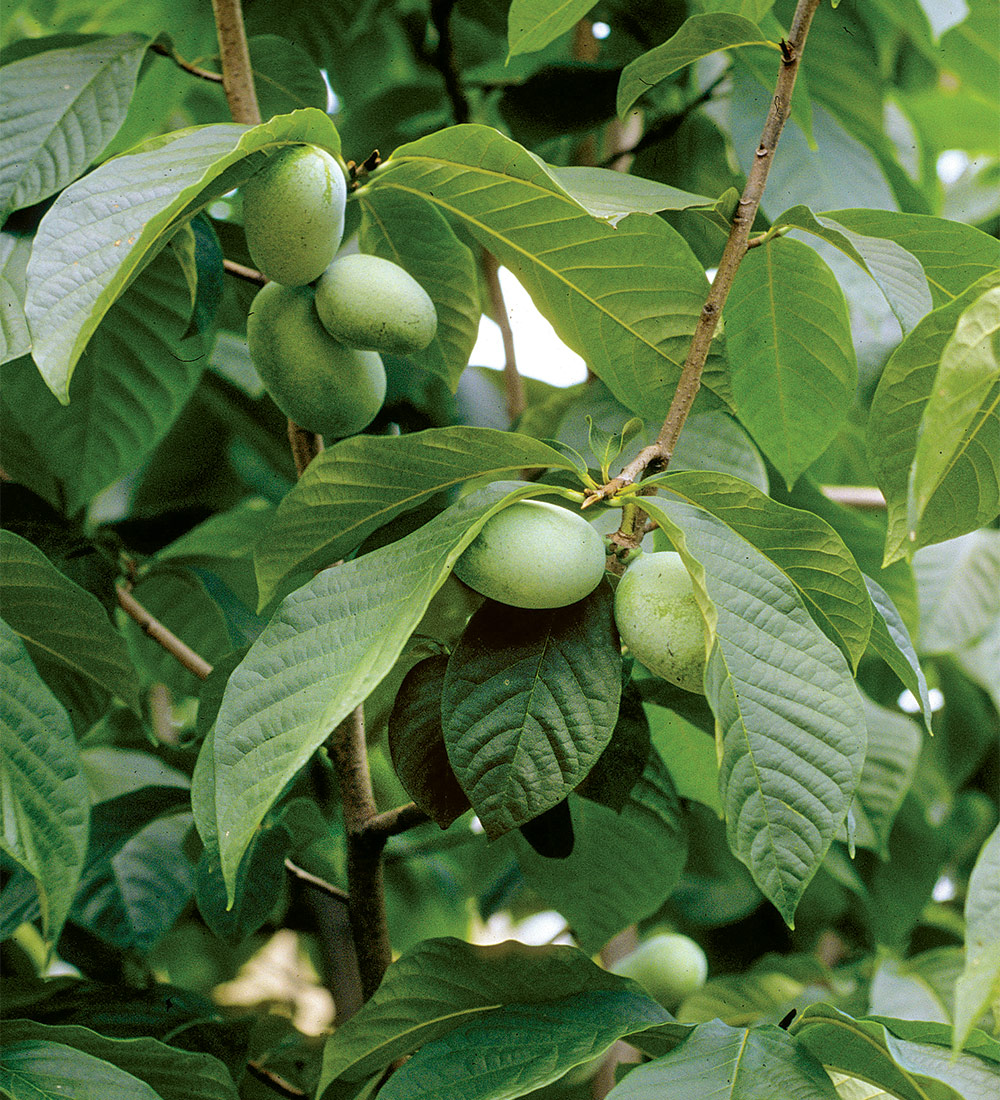 Polapoo Plant Pollinator Plants for the Midwest - Fine Gardening