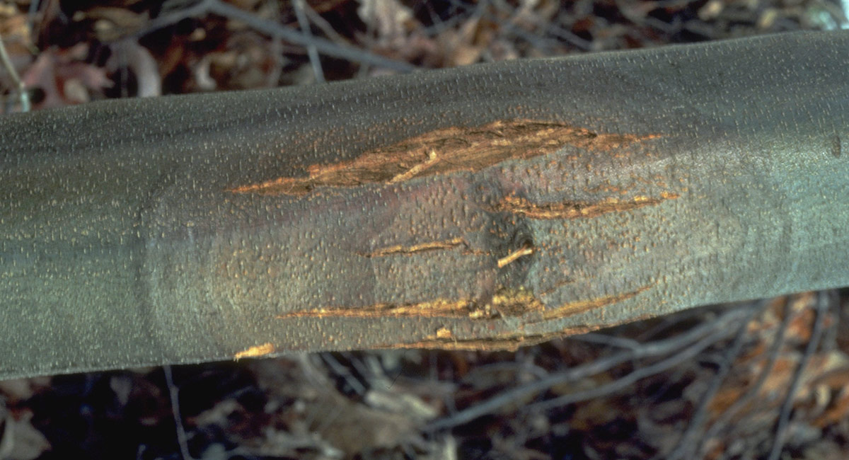 The Current State of American Chestnut Tree Conservation - Fine Gardening