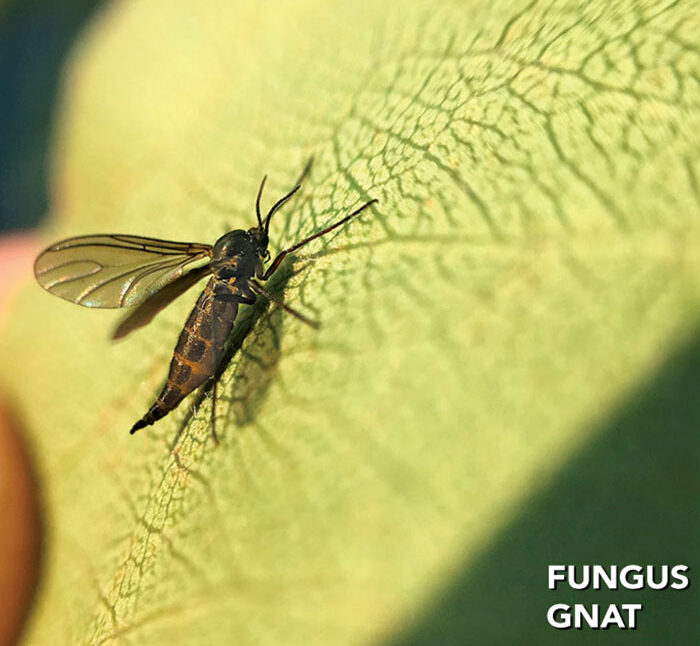 Fungus Gnats In House