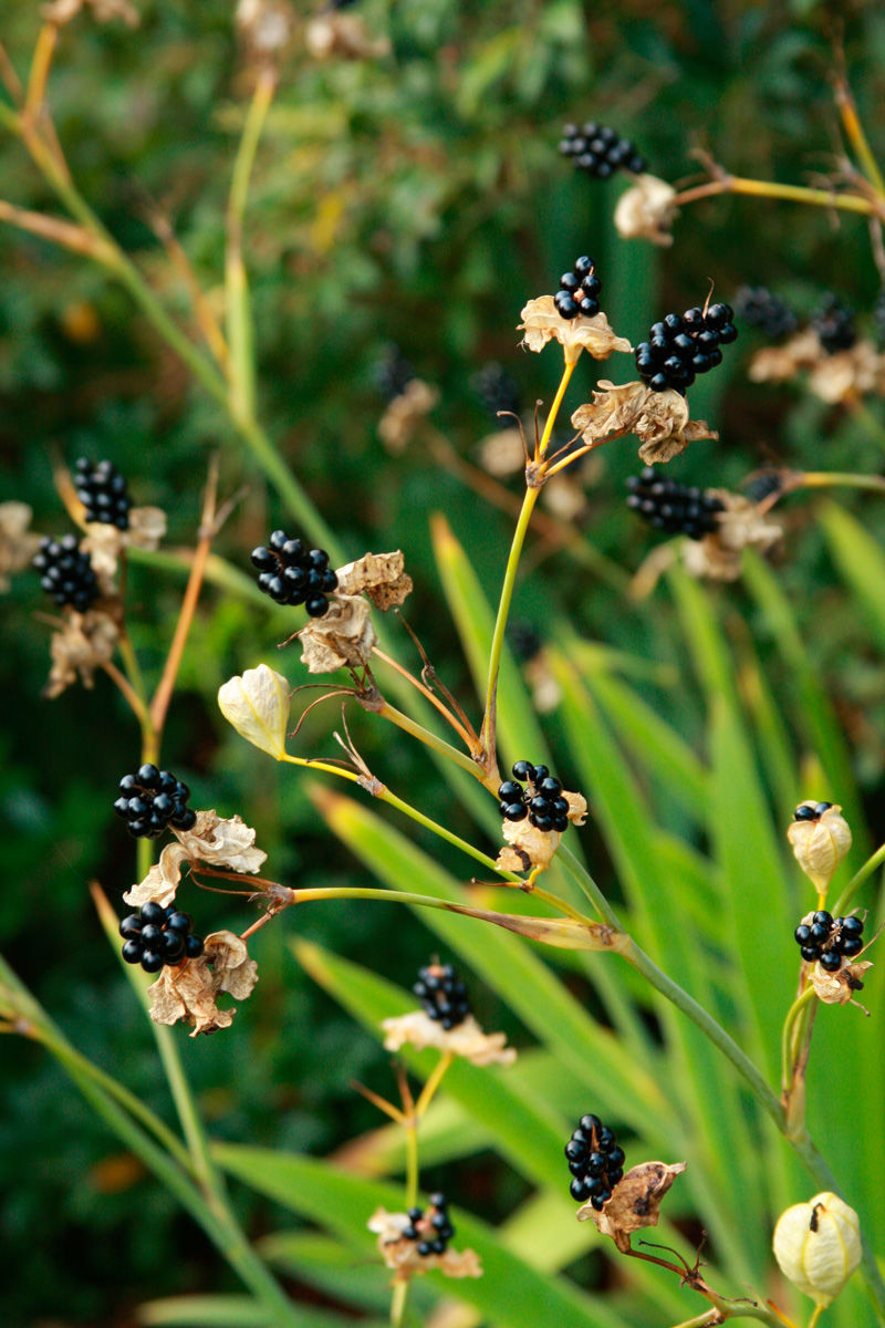Episode 148: Wish List Plants - Fine Gardening