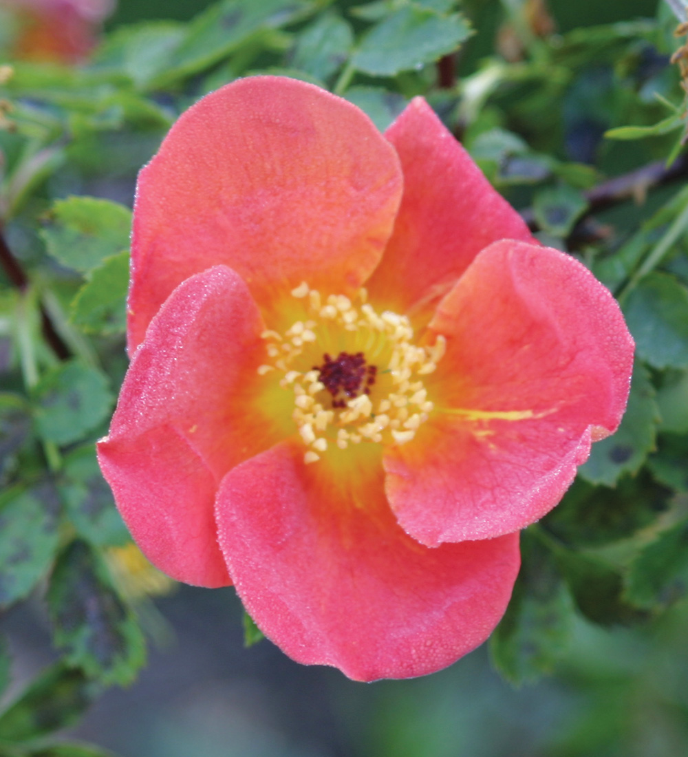Tips for Installing and Caring for a Pollinator Garden - Fine Gardening