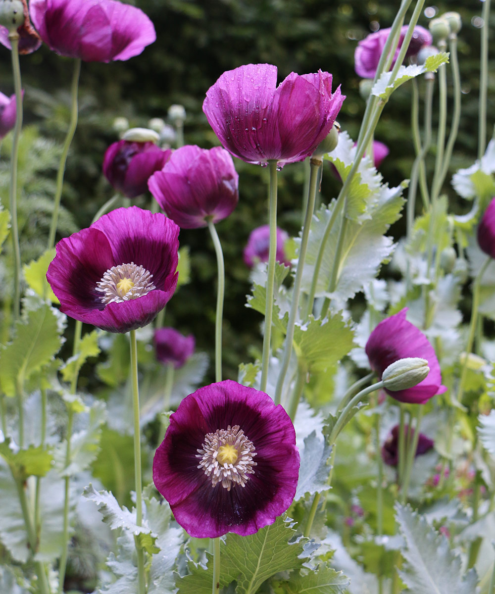 All About Growing Annual and Perennial Poppies Fine Gardening