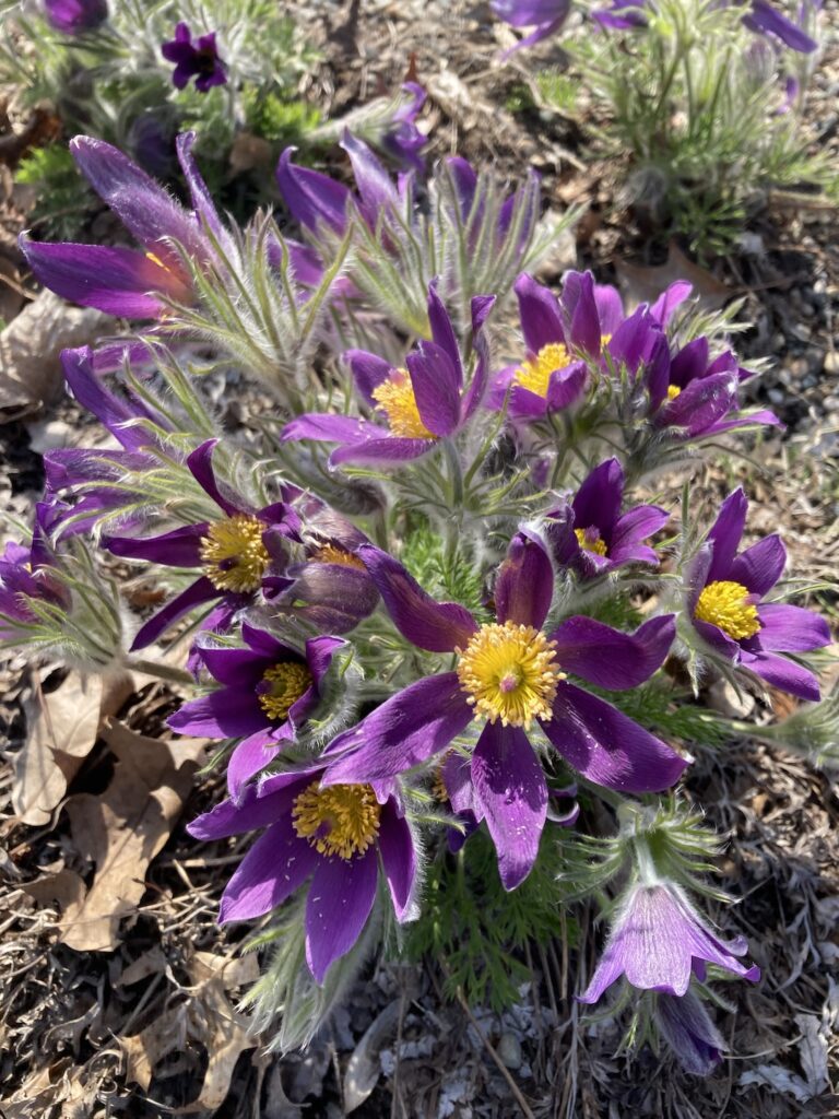 Underrated Flowers of Spring - Fine Gardening