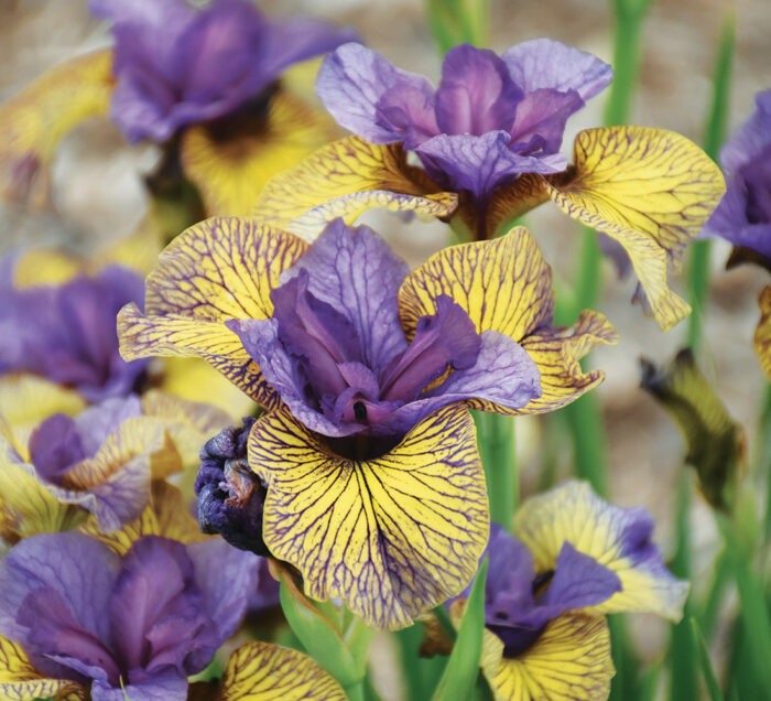 ‘Purring Tiger’ Siberian Iris Has Truly Unique Coloring - Fine Gardening