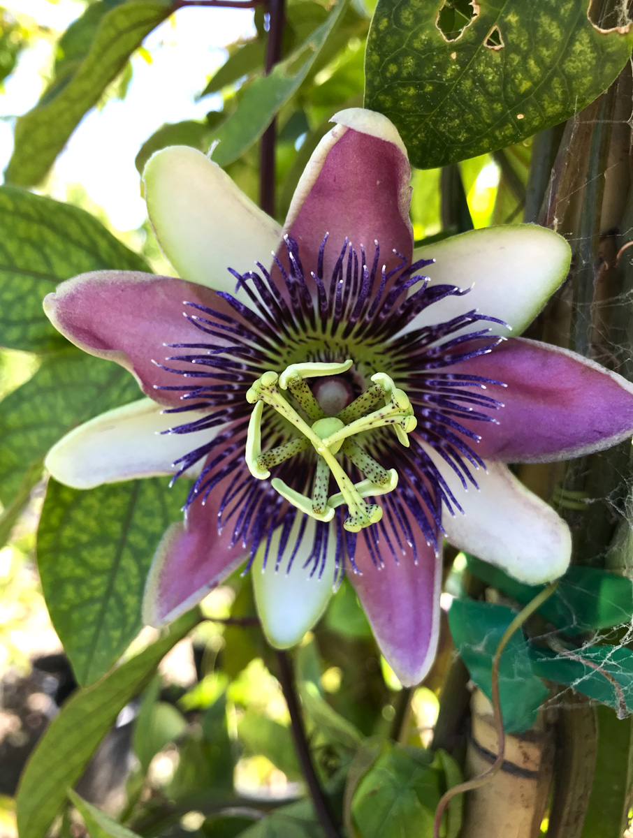 Growing and Choosing the Best Passion Flower Varieties for Your Garden ...