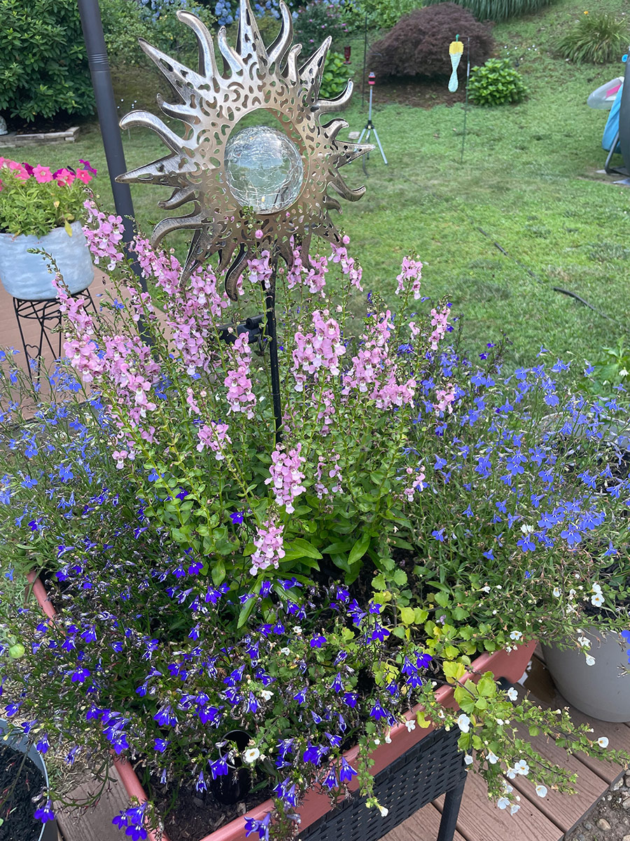 Summer Containers in Connecticut - Fine Gardening