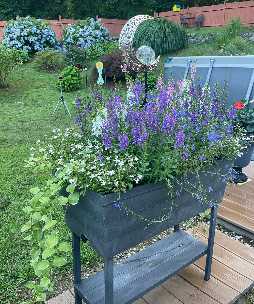 Summer Containers in Connecticut - Fine Gardening