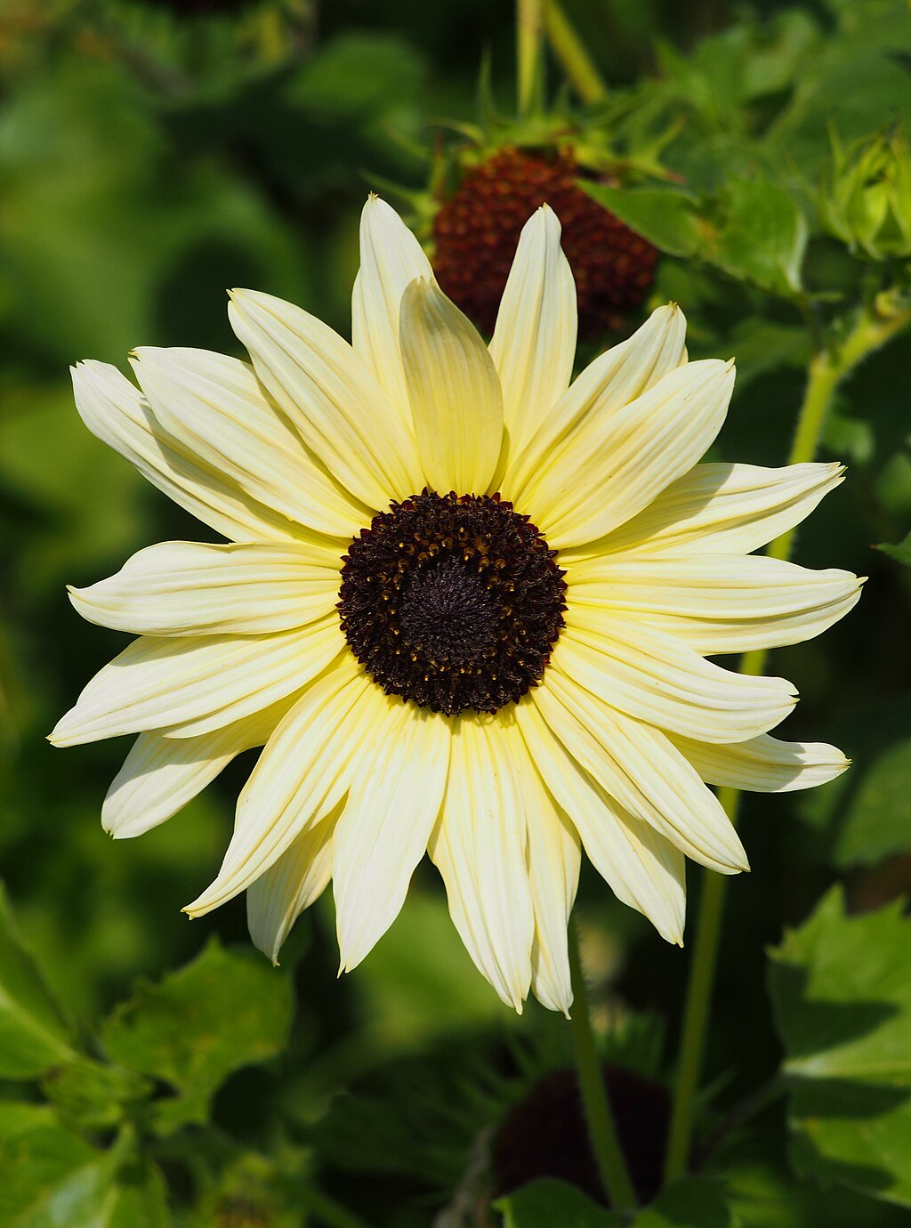 How to Grow Annual Sunflowers for Pollinators and Wildlife - Fine Gardening