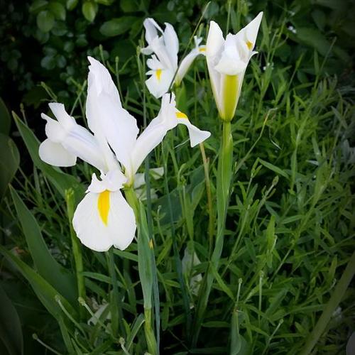 Garden Photos with Flair Fine Gardening