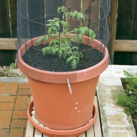 How to Grow Tomatoes in Containers FineGardening