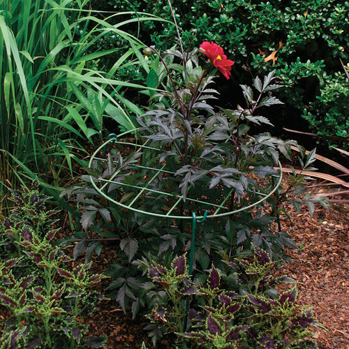 How to Avoid Staking Plants FineGardening