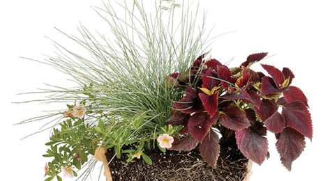 Getting to the Coir of the Matter - FineGardening