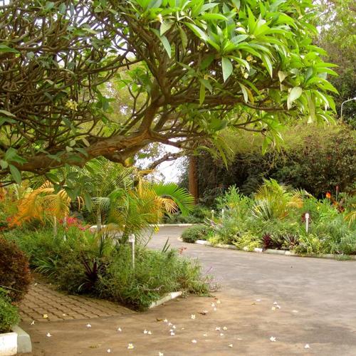 Saying goodbye to Cynthia's garden in Rwanda, Day 1 - Fine Gardening