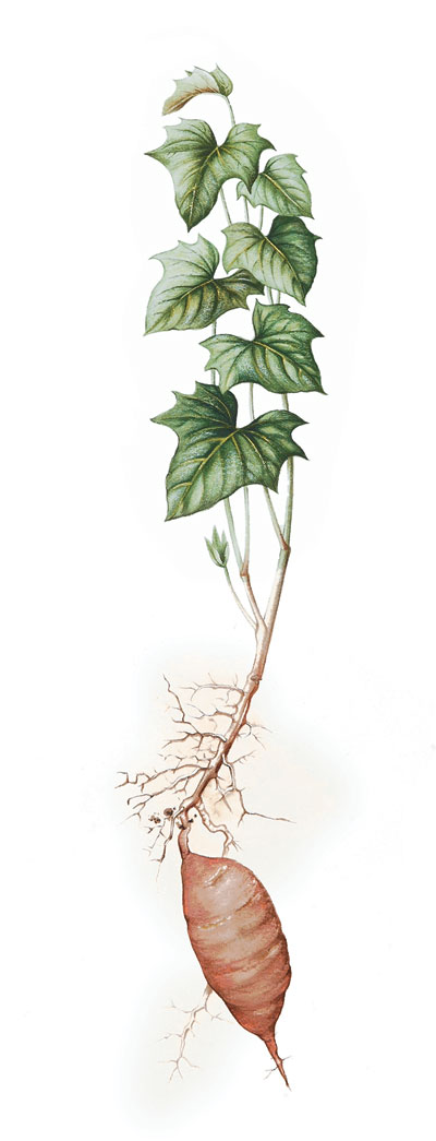 How To Grow Sweet Potatoes Finegardening